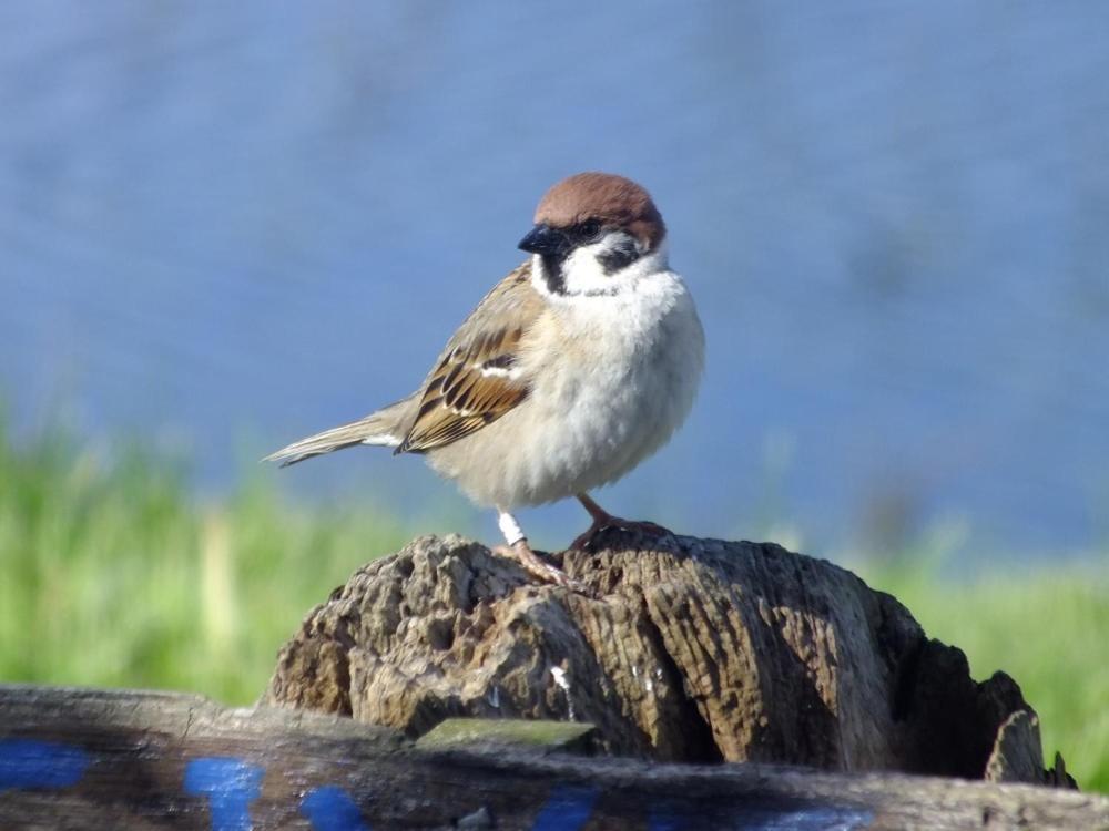 Shelduck Cottage Mainsriddle Екстериор снимка